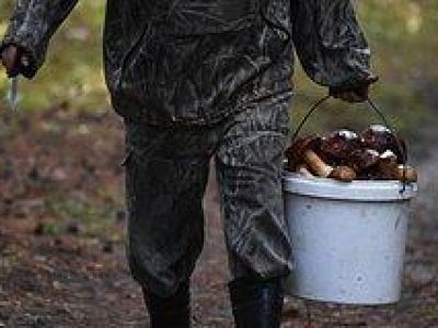 Россиян предупредили о девятилетних тюремных сроках за сбор грибов