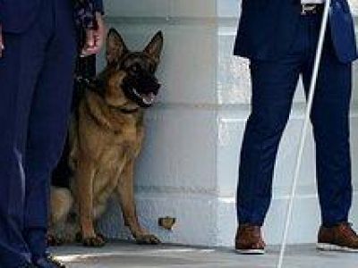 Собака Байдена покусала несколько агентов Секретной службы США