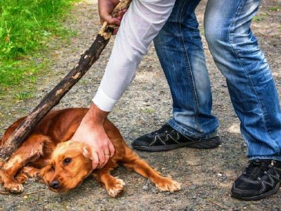 В Симферопольском районе мужчина убил собаку палкой и топором