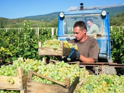 В Крыму начался сбор винограда  