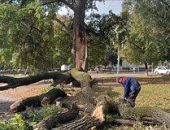 В России упало дерево, посаженное в честь отмены крепостного права 