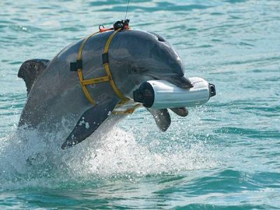  Боевые дельфины защищают Крым от водолазов