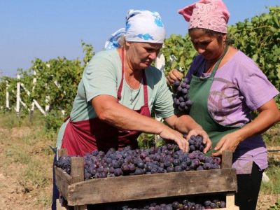 В Судаке завершили сбор винограда и приступили к производству вина