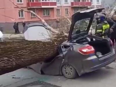 Поваленное ветром дерево убило двух человек в Новокузнецке
