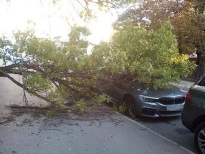 В Крыму 600 деревьев рухнули из-за сильного ветра