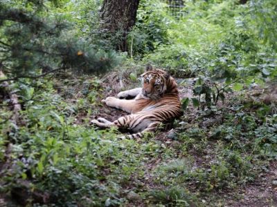 В крымском лесу видели амурского тигра