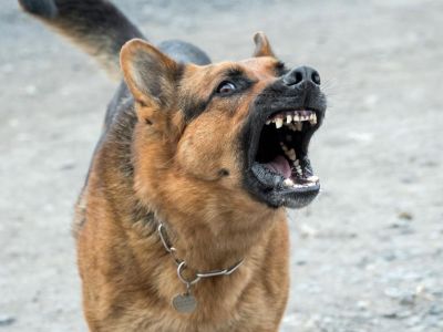 Администрацию Феодосии оштрафовали за нападение бездомной собаки на ребенка
