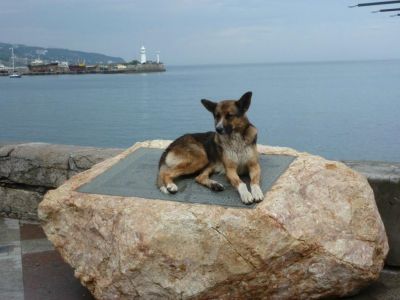 На ялтинской набережной появится памятник крымскому Хатико