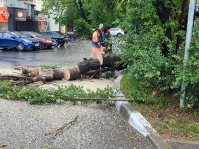 В Крыму после шторма убрали  более 3 тыс. поваленных деревьев 