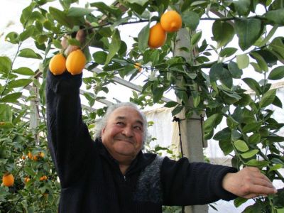 В Сакском районе Крыма выращивают экзотические фрукты