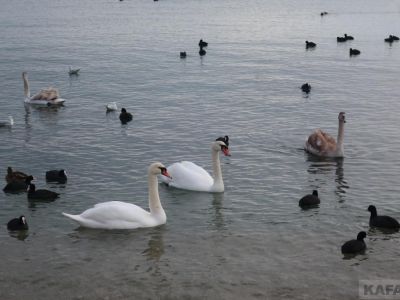 В Крым приходит весна, даже лебеди улетают