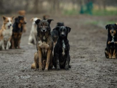 В Керчи отловят 15 бездомных собак, потратив по 200 тыс. на содержание каждой 