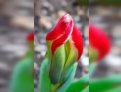 На Южном берегу Крыма раскрывают бутоны тюльпаны