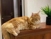 В администрации и музеи Крыма устроили на работу котов