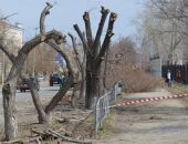 В Симферополе чиновников накажут за грубую обрезку деревьев