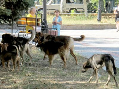 Проблема с собаками в Феодосии остается