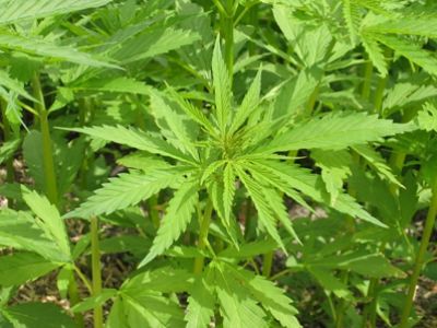 Есть ли марихуана в крыму легализуют ли марихуану в беларуси