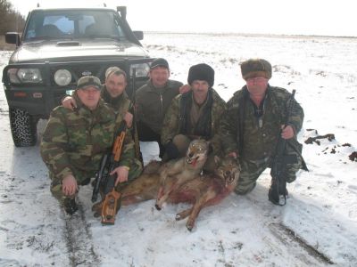 В Крыму ведут облавы на волков: ареал их обитания доходит до Феодосийского региона 