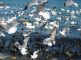 В Феодосию прилетели краснокнижные птицы (фото + видео)