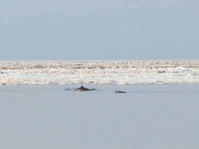 Дельфинов с детенышами, застрявших у берегов Керчи, спас южный ветер