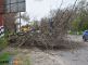 В Симферополе ветер обрушил дерево на троллейбусные провода