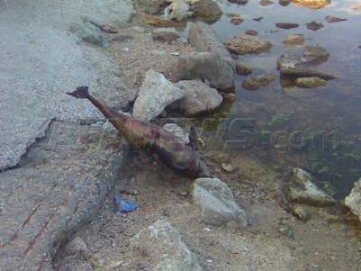 В Феодосии и Приморском мертвых дельфинов выносит на берег