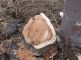 В Феодосии спилили живые деревья