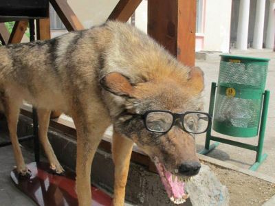 Туристы отказываются ехать в Феодосию из-за чучела собаки