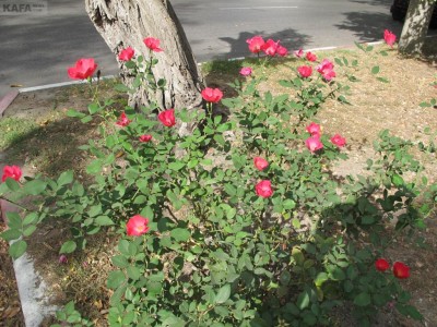 ����.��������-2012