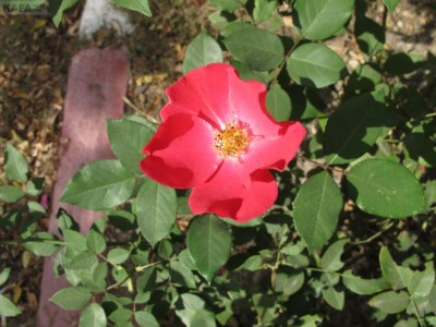 ����.��������-2012