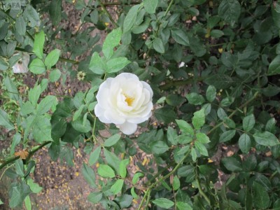����.��������-2012.