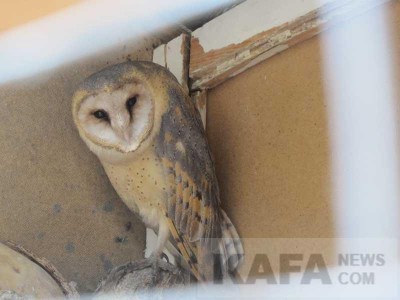 ���� ���������� ������