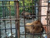 Медведи-алкоголики из Сочи отправятся на реабилитацию в Румынию