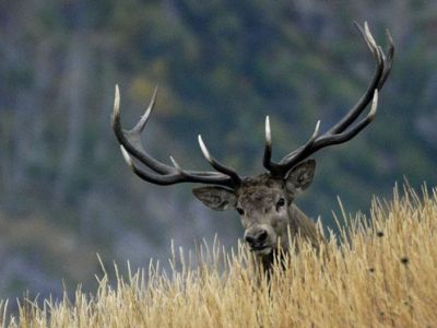 � ����� ����������� ����������� ���������� ������ � �������