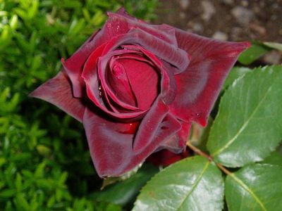 � ����� � ��������� ������������ ���� 30 ��� ��������� �������� �������������� �����