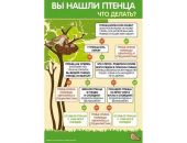 Что делать, если птенец выпал из гнезда