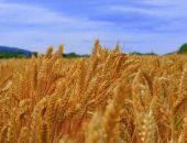 Продукты в Крыму подешевеют после постройки моста