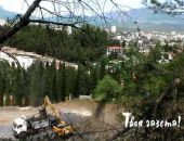 В Крыму в Алуште незаконно вырубили деревьев на 1 млн. рублей