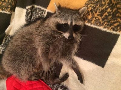 � ����� ����-�������������� �������� 25 �� � ��� ��������� ����������
