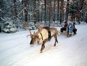Из резиденции Деда Мороза на Урале украли оленя-вожака