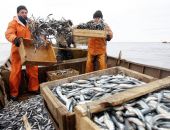 Промышленный вылов рыбы в Крыму значительно вырос