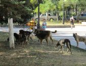 Власти Евпатории просят помощи в поиске живодёров, отравивших бродячих собак