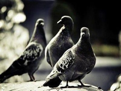 � ��������� ������ ����� ������������� ��������� ���� ����