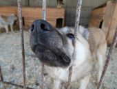 Возле места массовой гибели собак в Москве начались столкновения