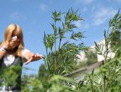 В Феодосии летом начнутся рейды по выявлению амброзии