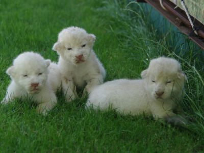 � ����� � ����� ����� �������� �������� ������ ����� ������ (����)