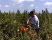 В  Белогорском районе Крыма полиция снова нашла плантацию конопли площадью 5 га