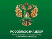 Одной из причин вспышки АЧС и болезни Ньюкасла в Крыму названа фиктивная вакцинация