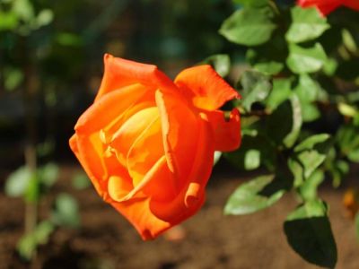 � ������� ����� ������� �������� ����� ���������� ����� ������� ������ ��� (����)
