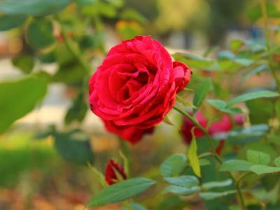 � ������� ����� ������� �������� ����� ���������� ����� ������� ������ ��� (����)